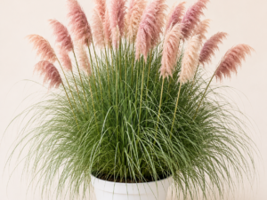 Cortaderia Rosea