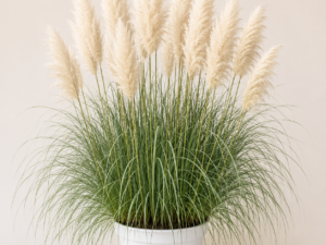 Cortaderia Selloana