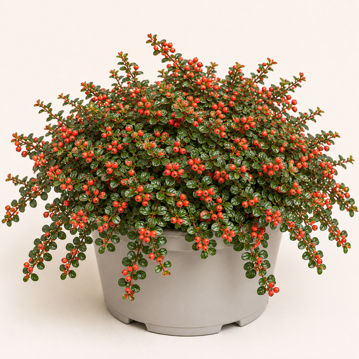 Cotoneaster Coral Beauty