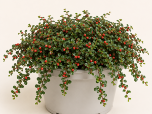 Cotoneaster dammeri