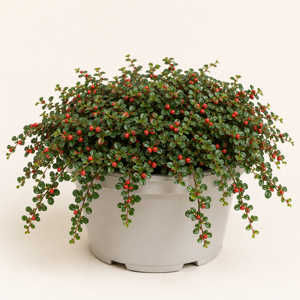 Cotoneaster dammeri
