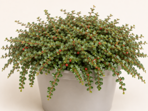 Cotoneaster queen of carpets