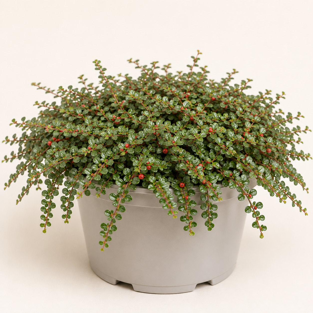Cotoneaster queen of carpets