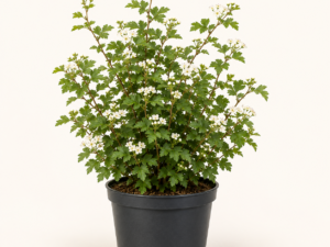 Crataegus monogyna