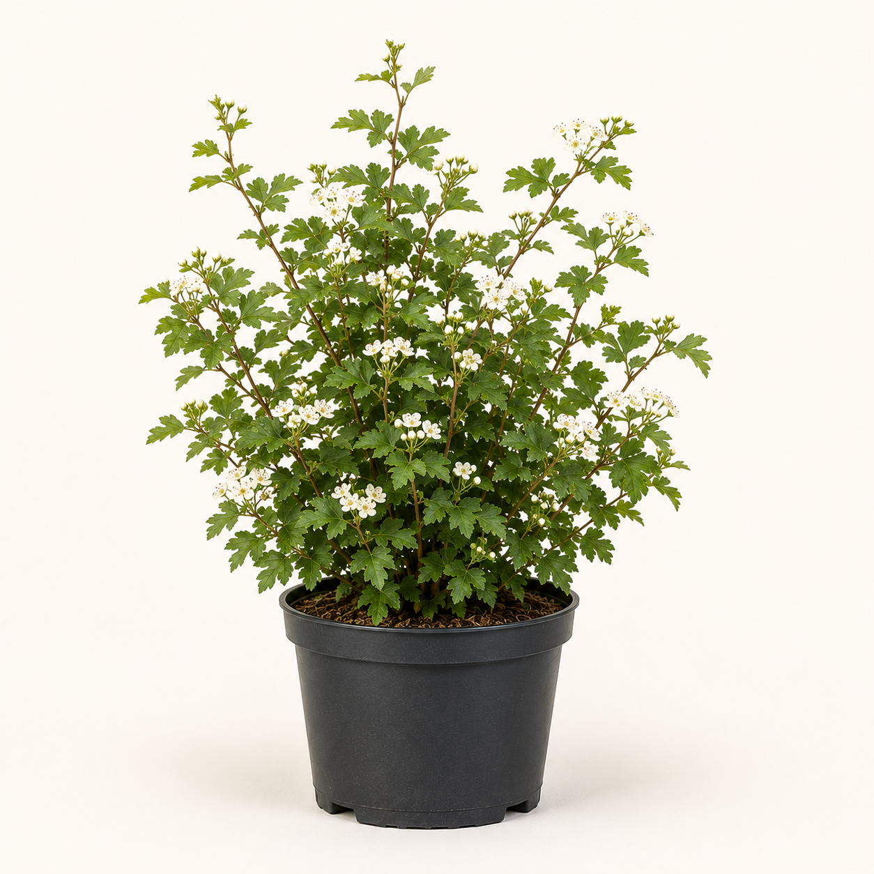 Crataegus monogyna