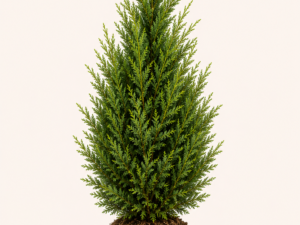 Cupressocyparis leylandii