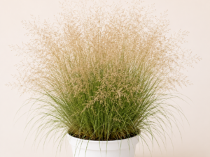 Deschampsia Goldschleier
