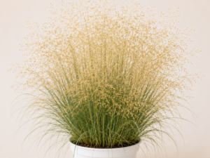 Deschampsia Goldtau