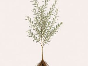 Elaeagnus angustifolia