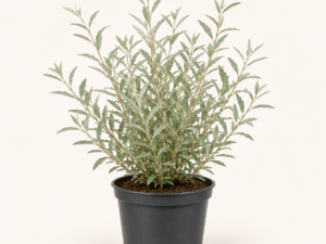 Elaeagnus angustifolia