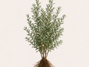 Elaeagnus compacta