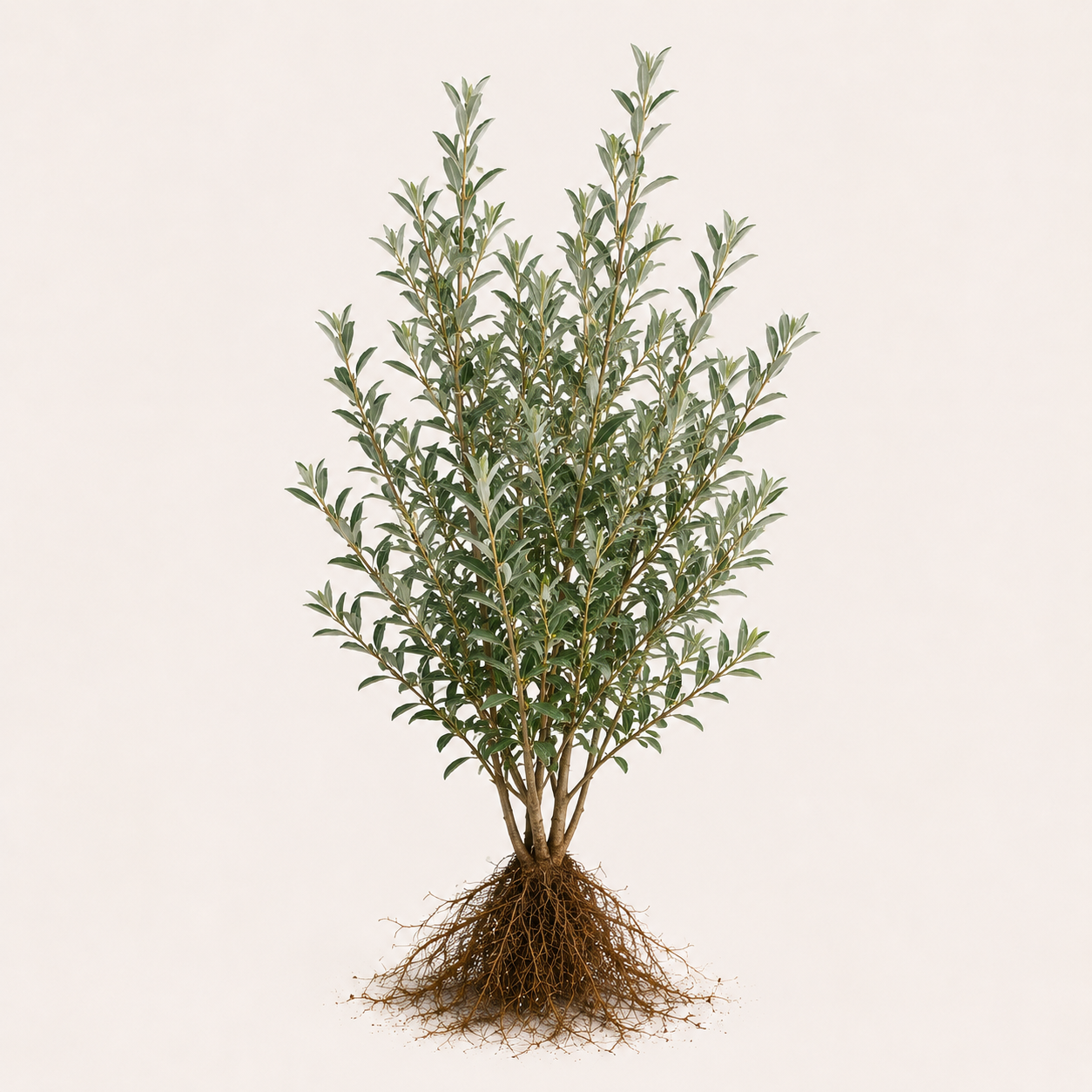 Elaeagnus compacta