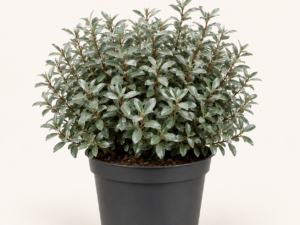 Elaeagnus ebb compacta