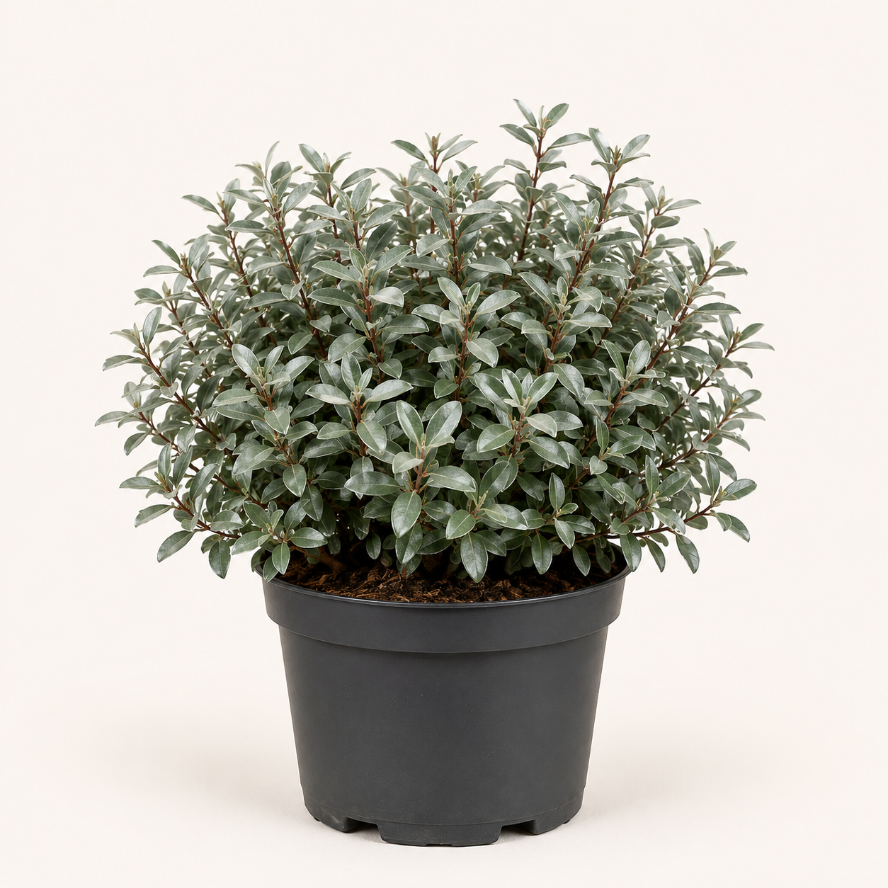 Elaeagnus ebb compacta