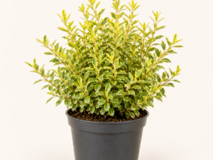 Elaeagnus ebb limelight