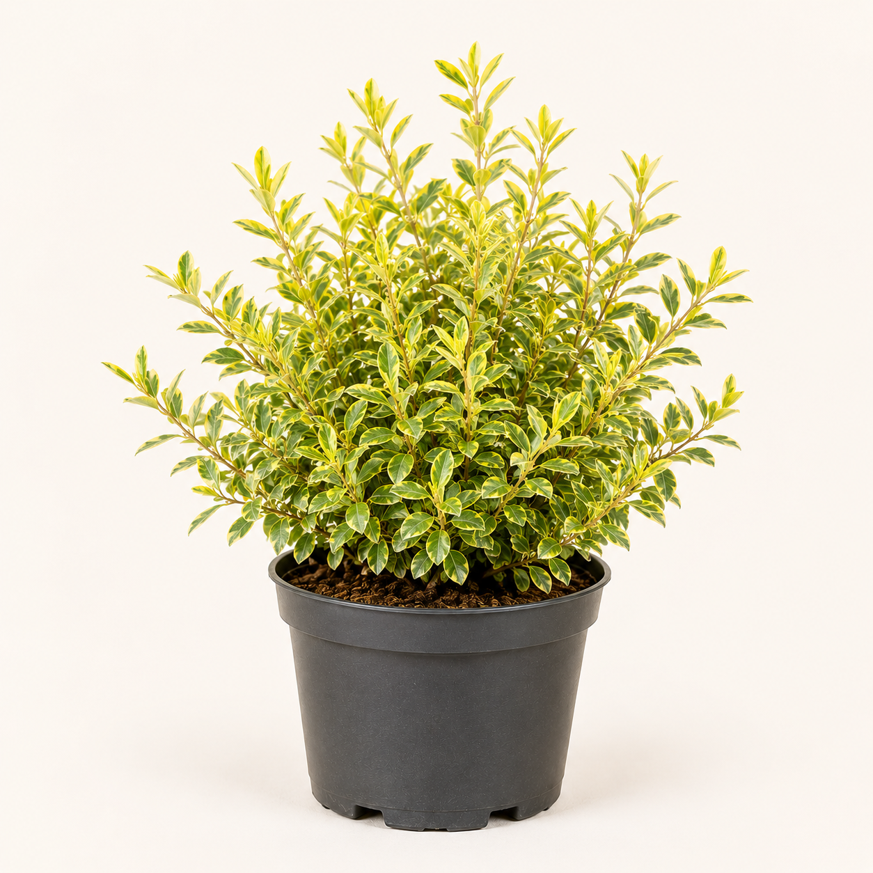 Elaeagnus ebb limelight