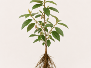 Elaeagnus ebbingei
