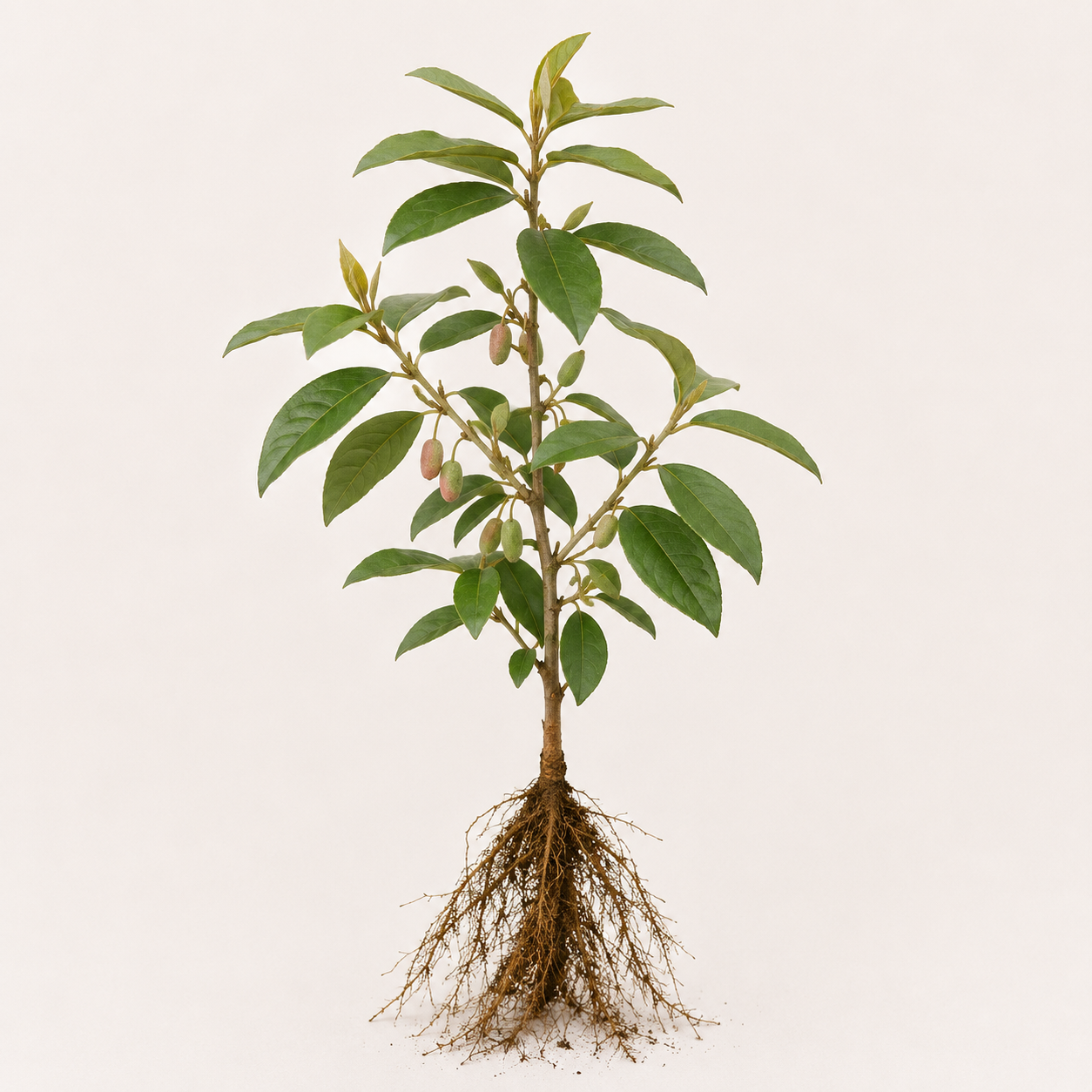 Elaeagnus ebbingei