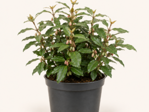 Elaeagnus ebbingei