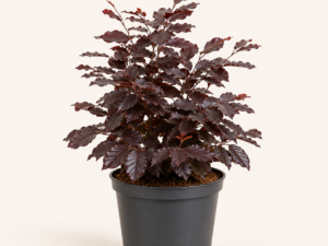 Fagus syl atro