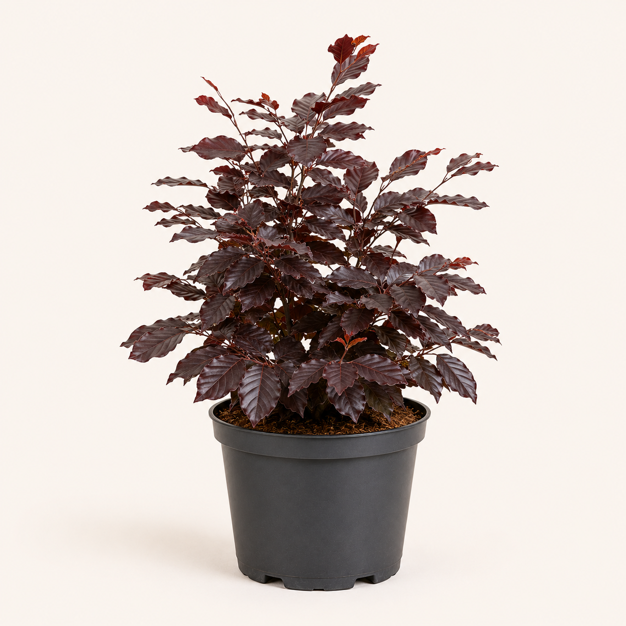 Fagus syl atro