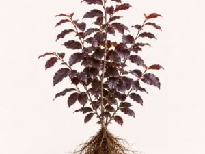 Fagus syl atropunicea