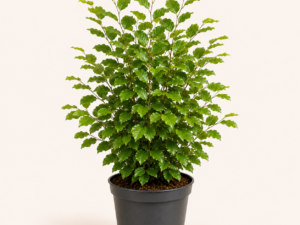 Fagus sylvatica