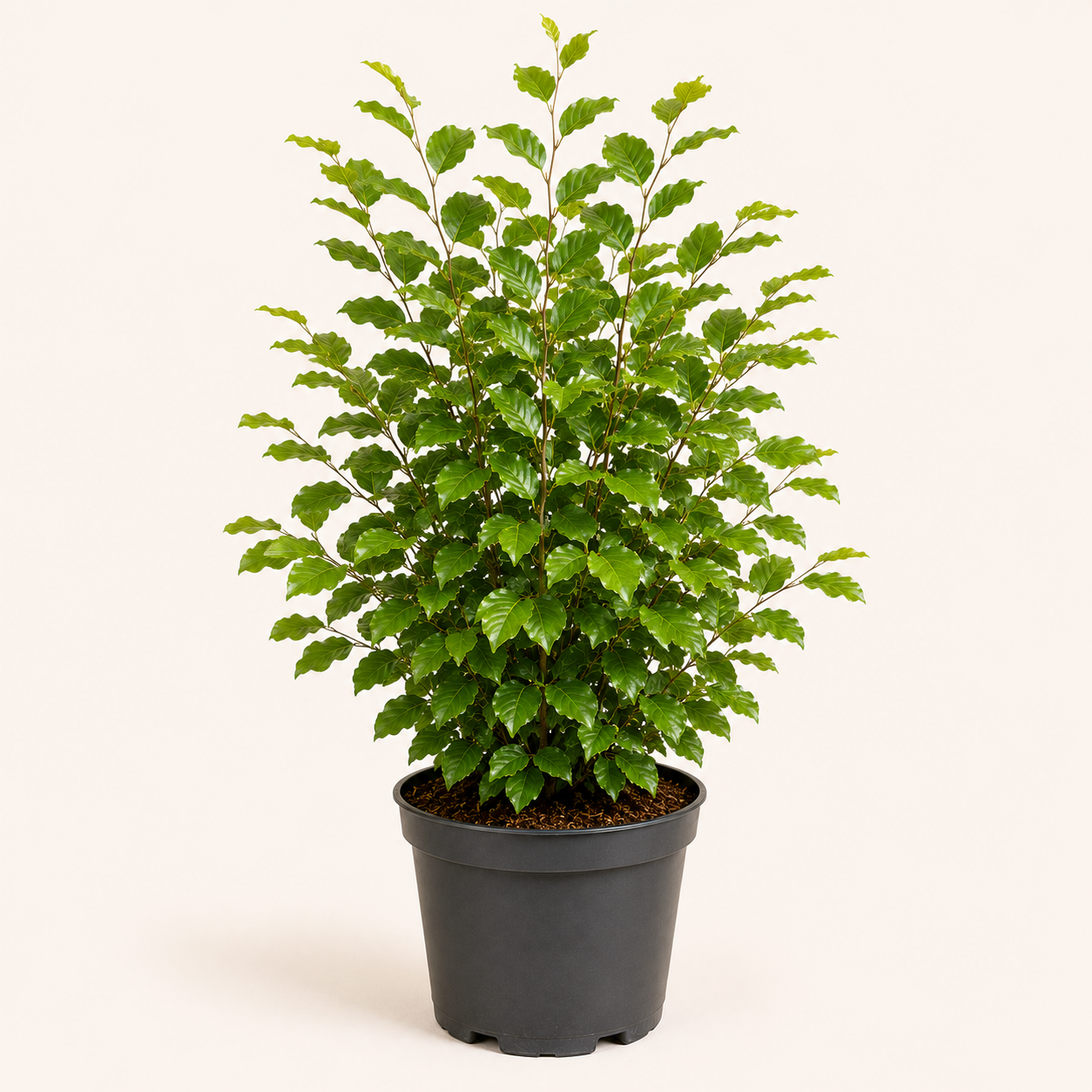 Fagus sylvatica