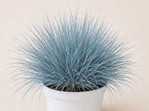 Festuca Elijah Blue