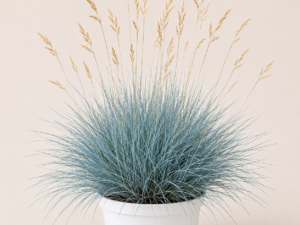 Festuca Glauca