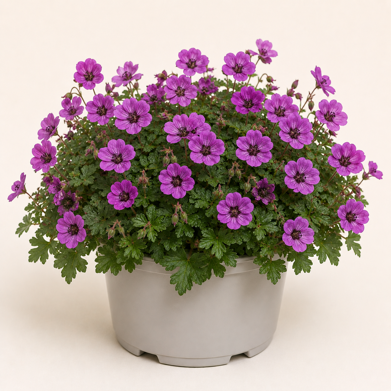 Geranium Ann Folkard
