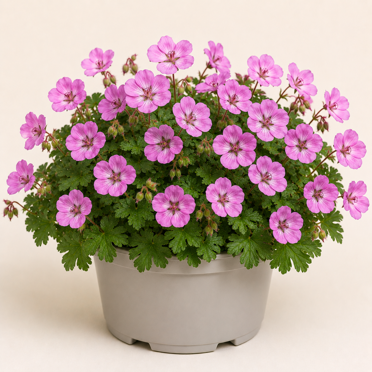 Geranium Anne Thomson