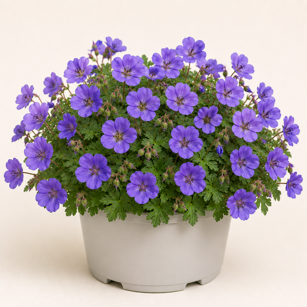Geranium Azure Rush