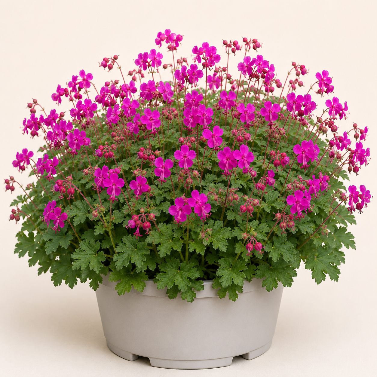 Geranium Bevans Variety