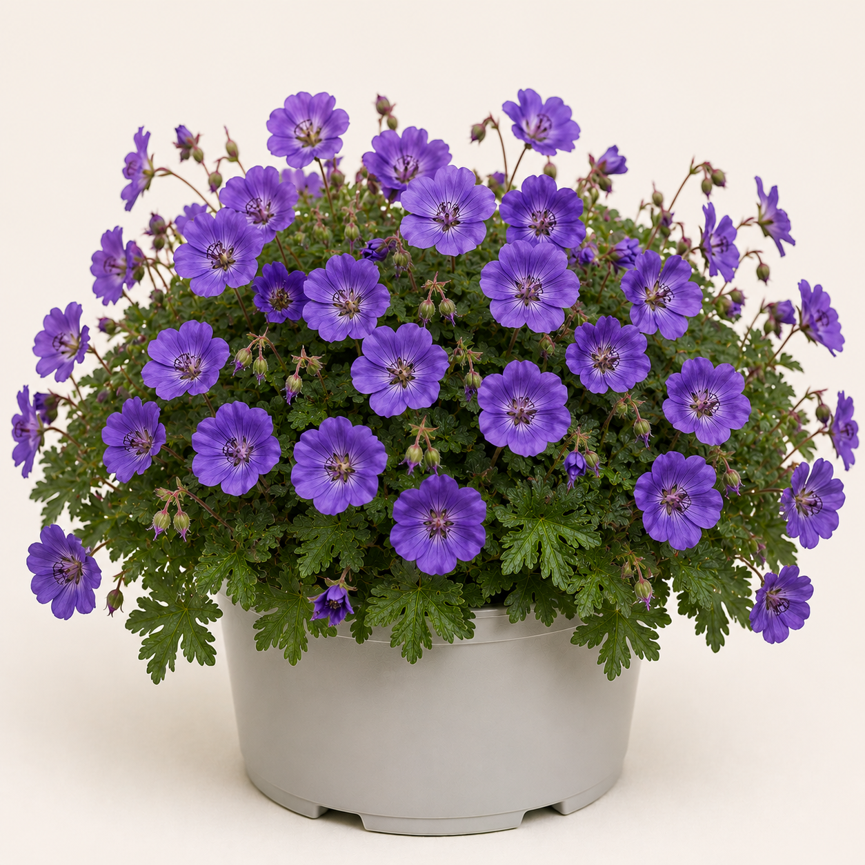 Geranium Brookside