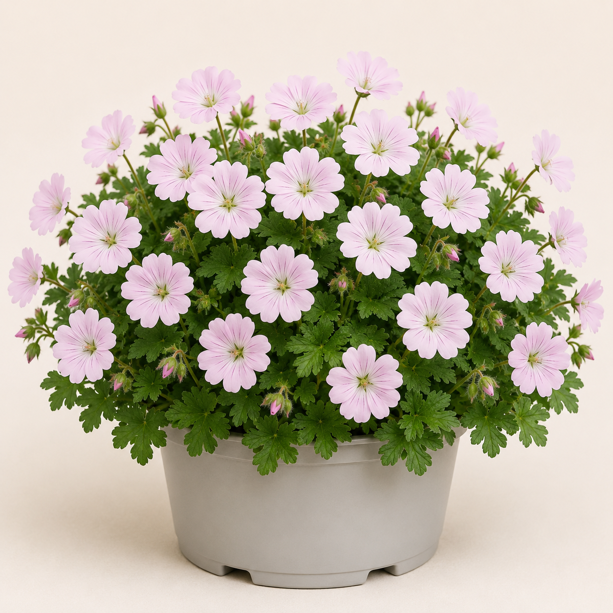 Geranium Dreamland