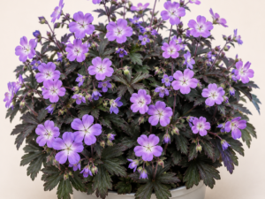 Geranium Elizabeth Ann