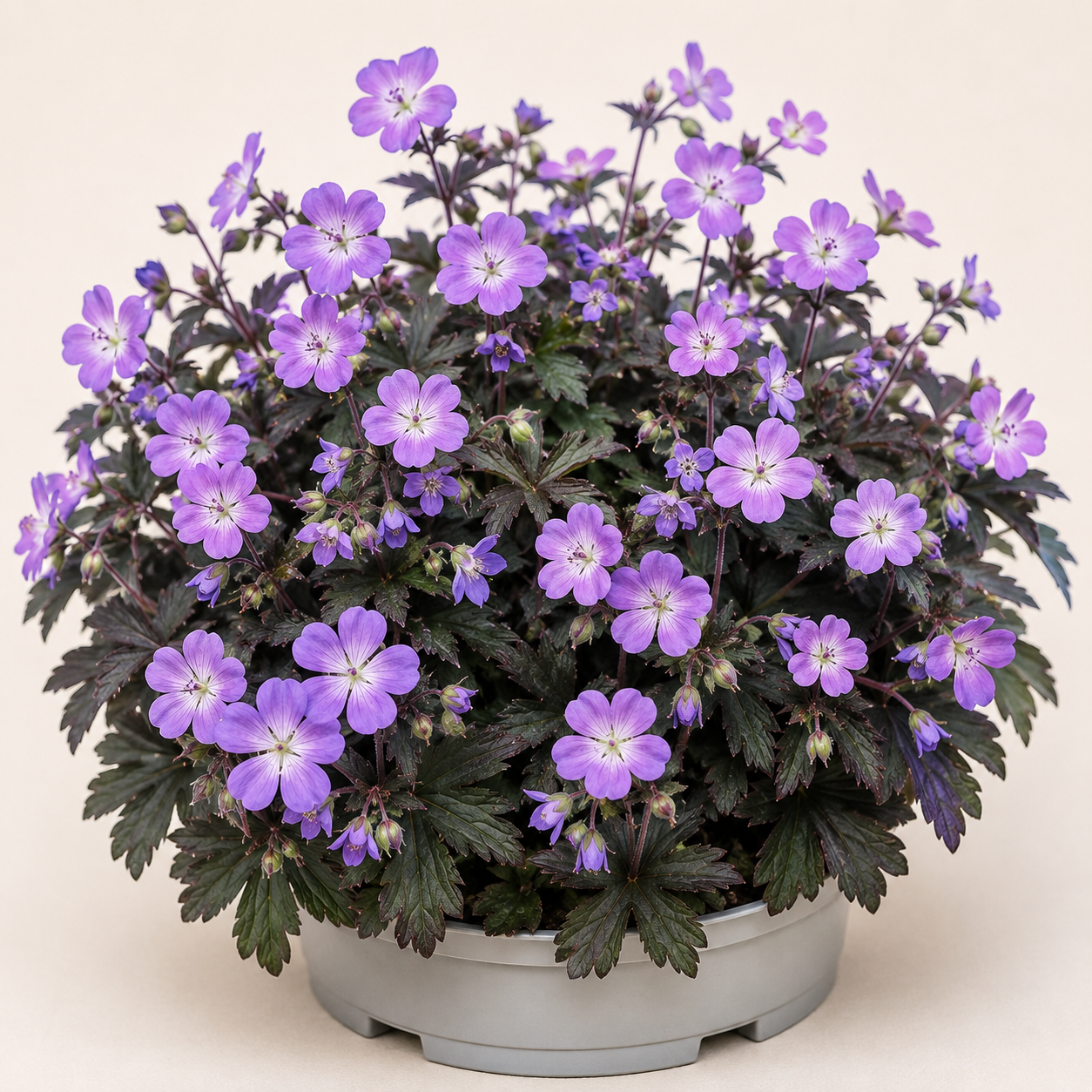 Geranium Elizabeth Ann