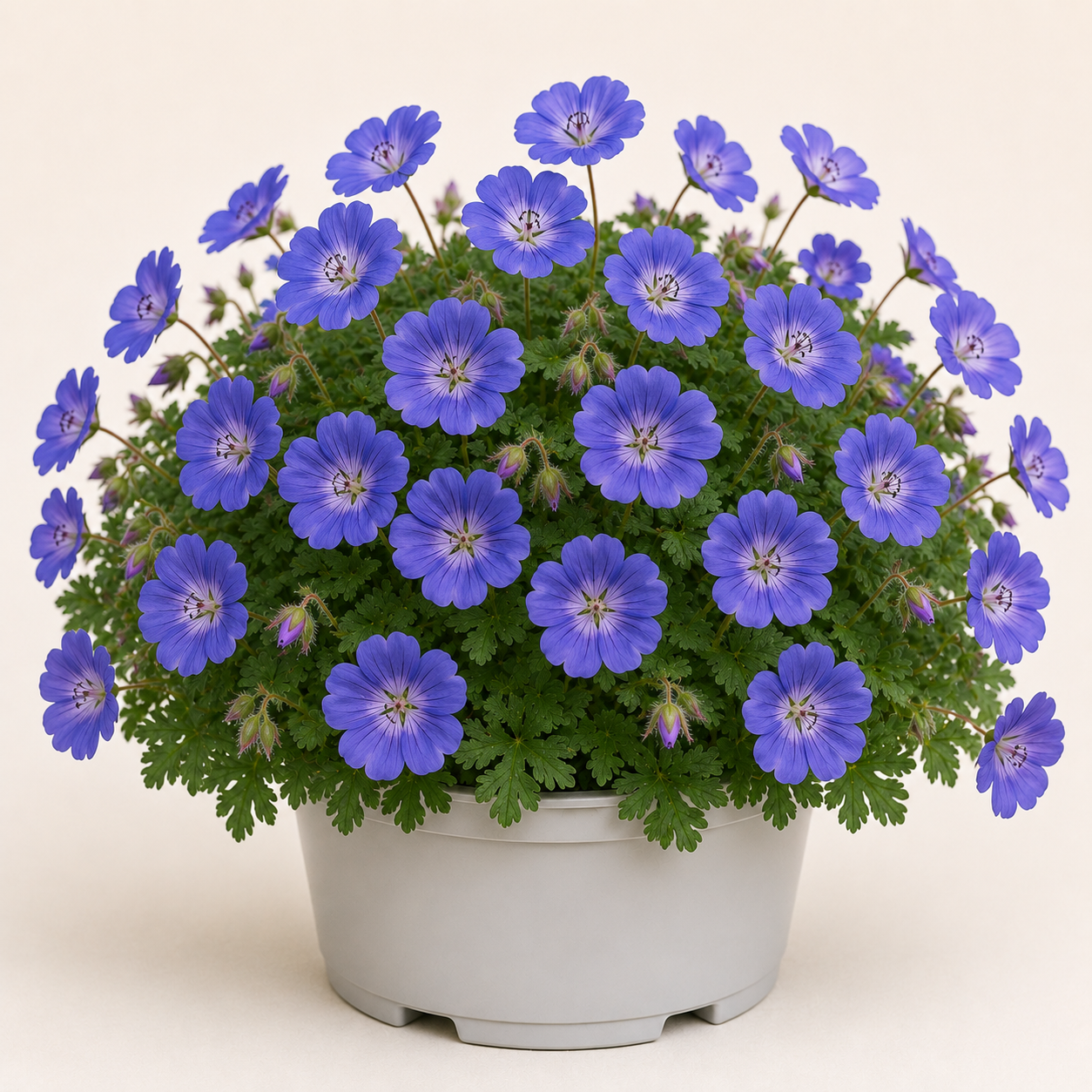 Geranium Johnsons Blue