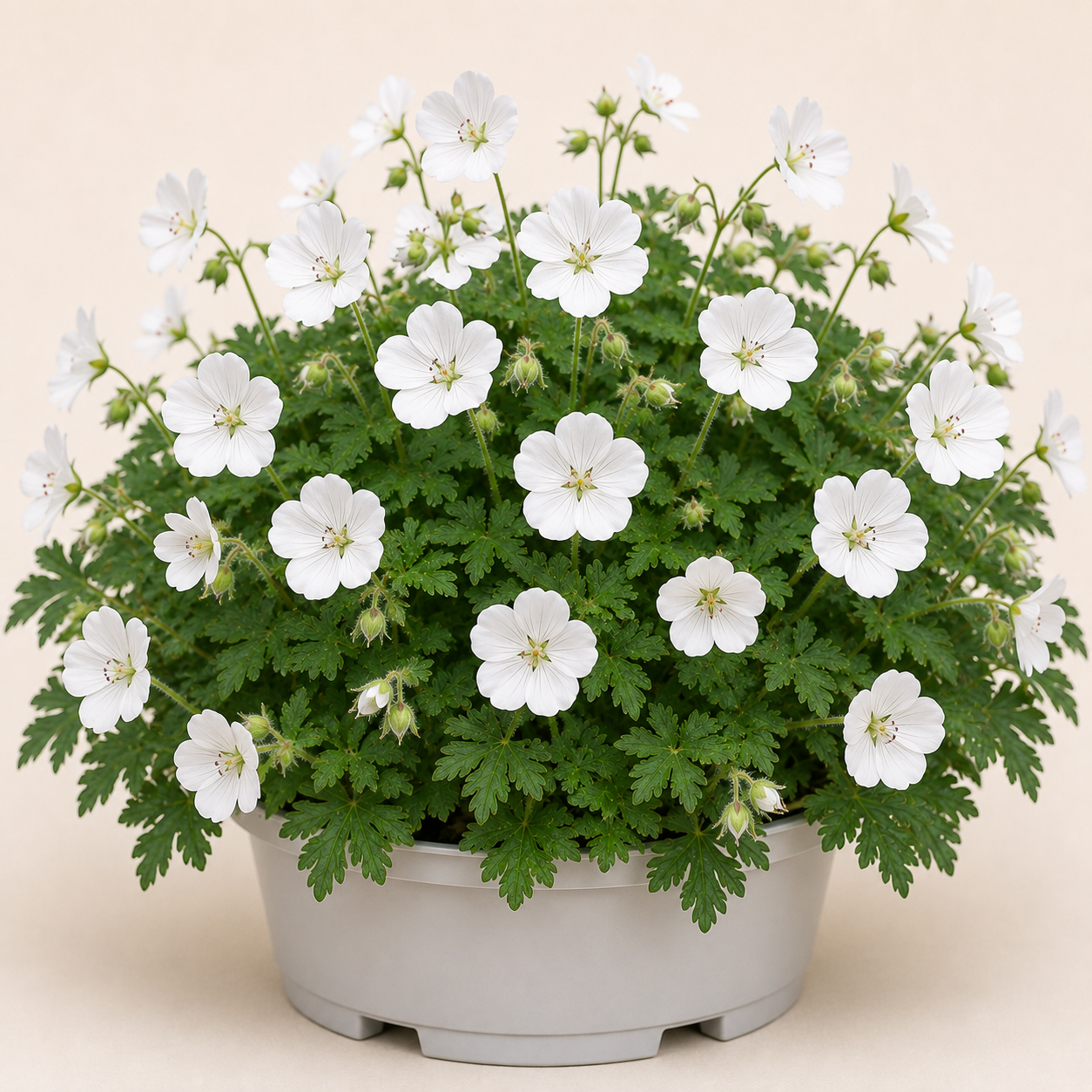 Geranium Sang Album