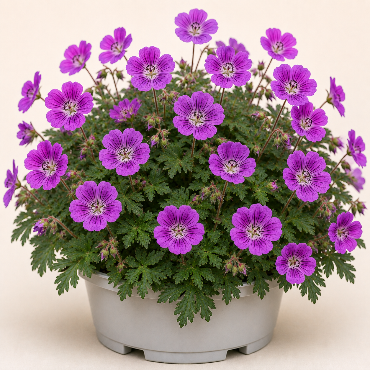 Geranium Sang Max Frei