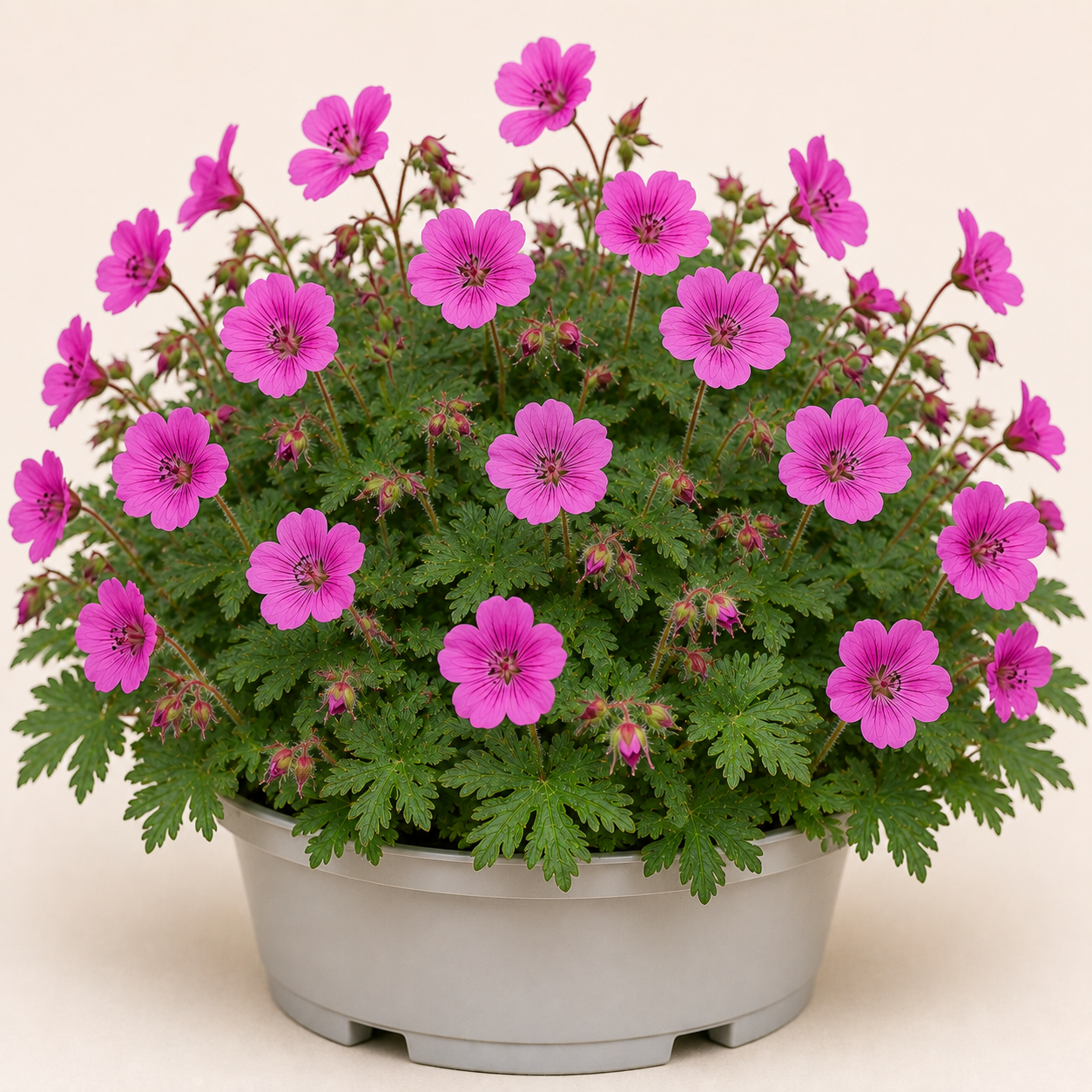 Geranium Sanguineum