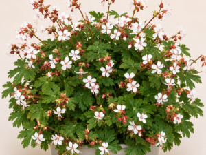 Geranium Spessart