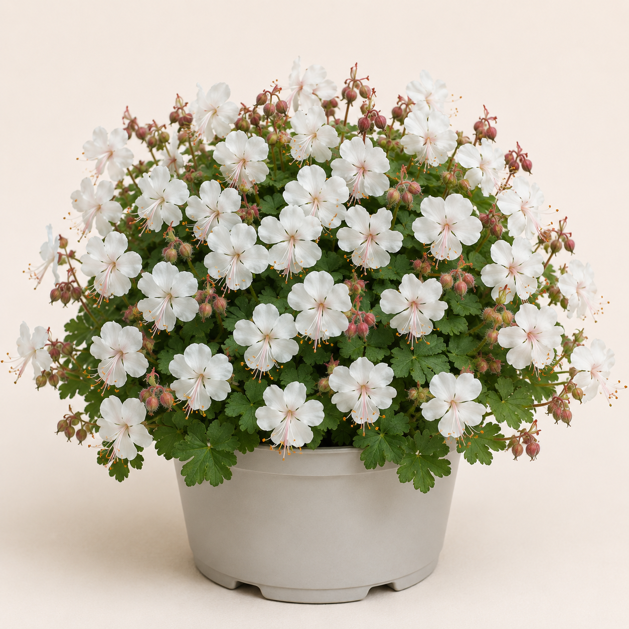 Geranium St Ola