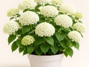 Hortensia Annabelle