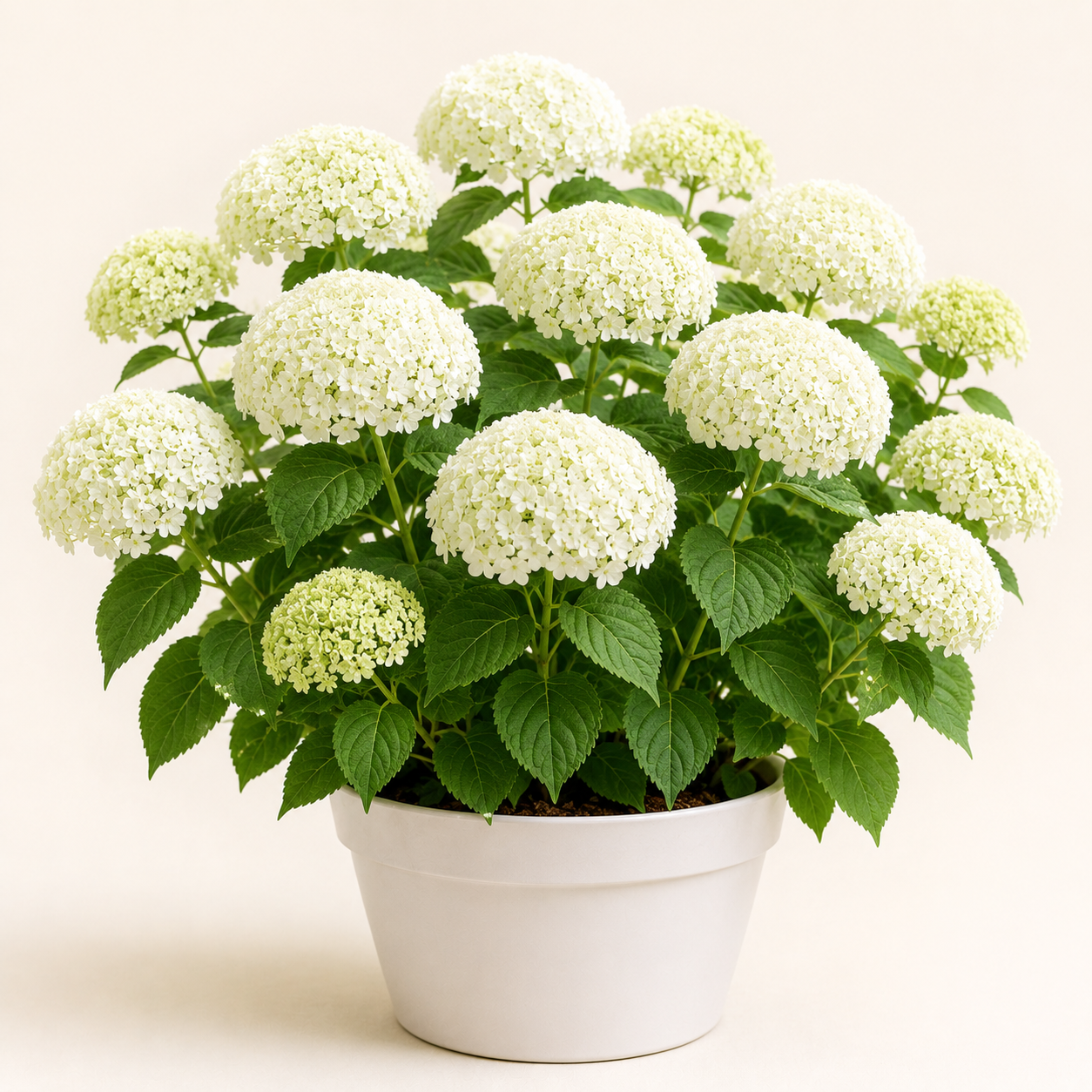 Hortensia Annabelle