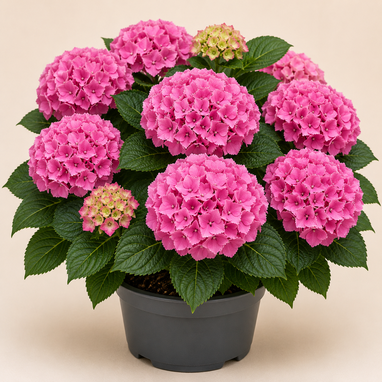 Hydrangea schone bautzerin