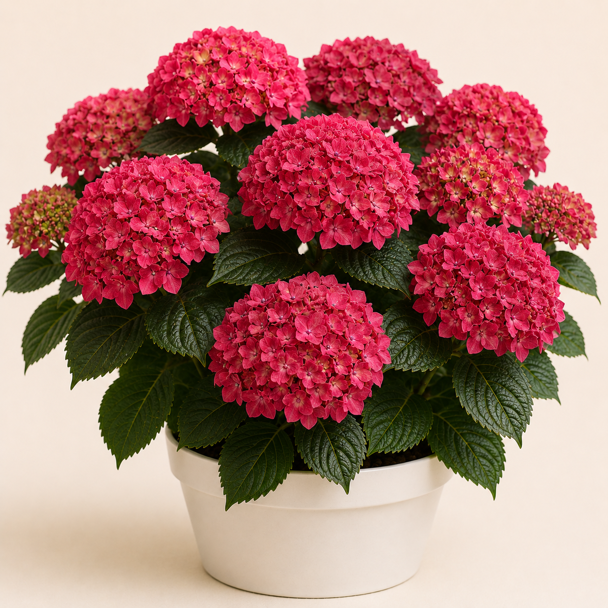 Hydrangea Alpengluhen