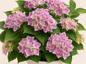 Hydrangea Ankong