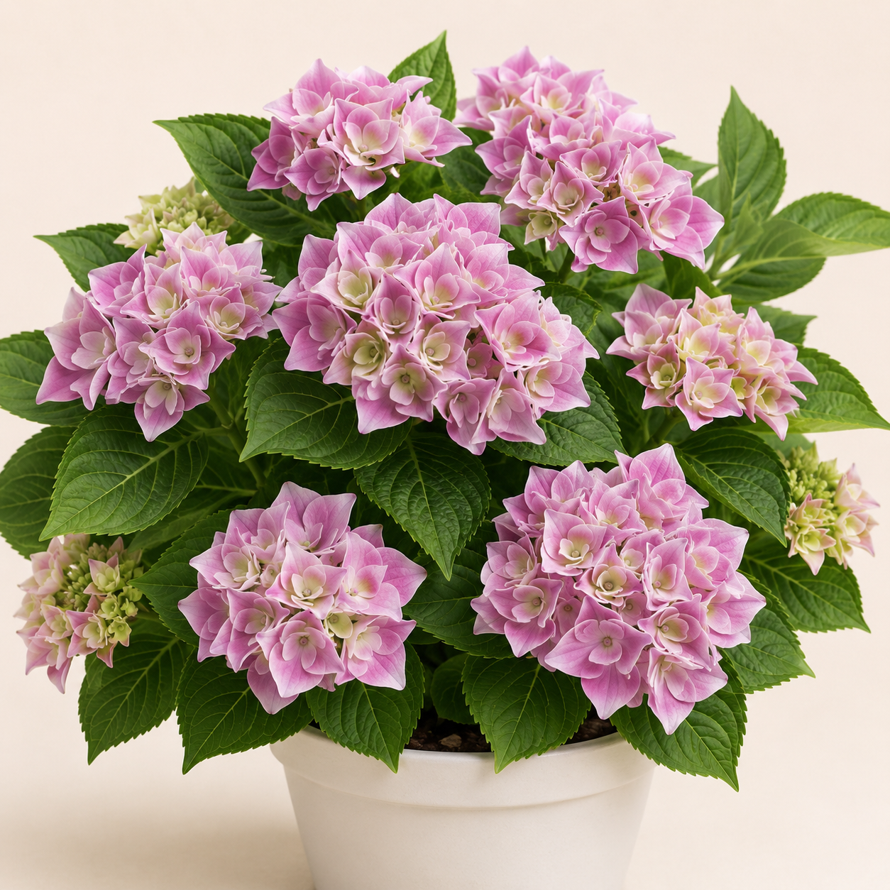 Hydrangea Ankong
